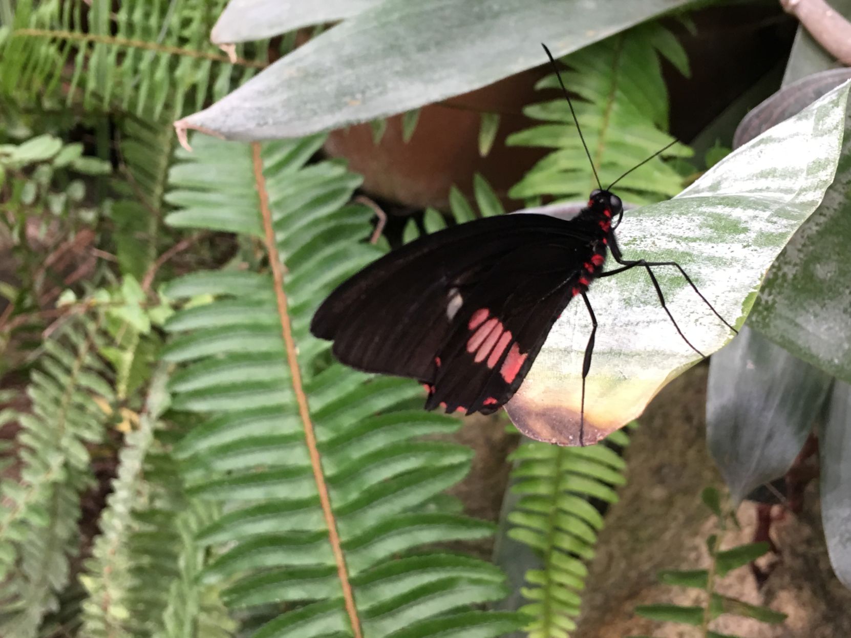 Butterfly Majesty